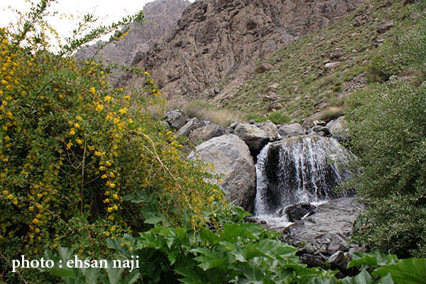 یه بام و دو هوا،  فصل گلهای زرشک دره اوره